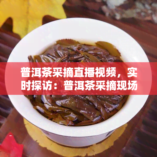 普洱茶采摘直播视频，实时探访：普洱茶采摘现场直播视频