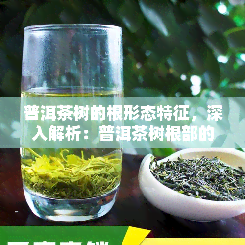 普洱茶树的根形态特征，深入解析：普洱茶树根部的形态特征