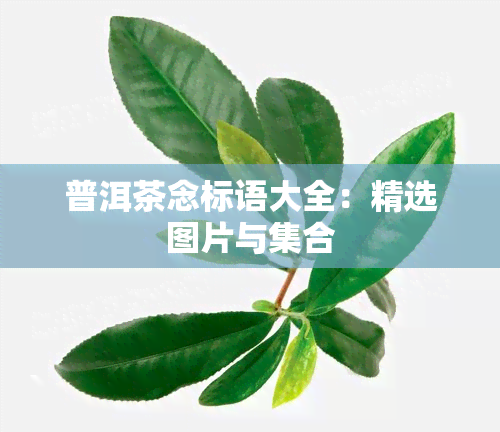 普洱茶念标语大全：精选图片与 *** 