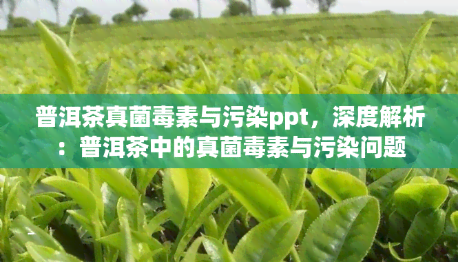 普洱茶真菌素与污染ppt，深度解析：普洱茶中的真菌素与污染问题