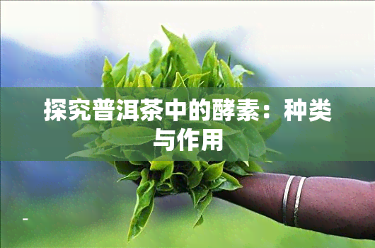 探究普洱茶中的酵素：种类与作用