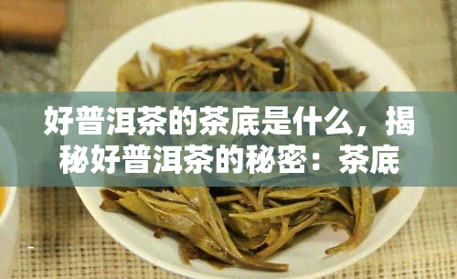 好普洱茶的茶底是什么，揭秘好普洱茶的秘密：茶底究竟为何如此重要？