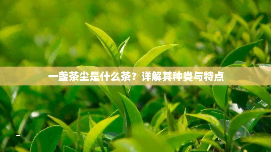 一盏茶尘是什么茶？详解其种类与特点