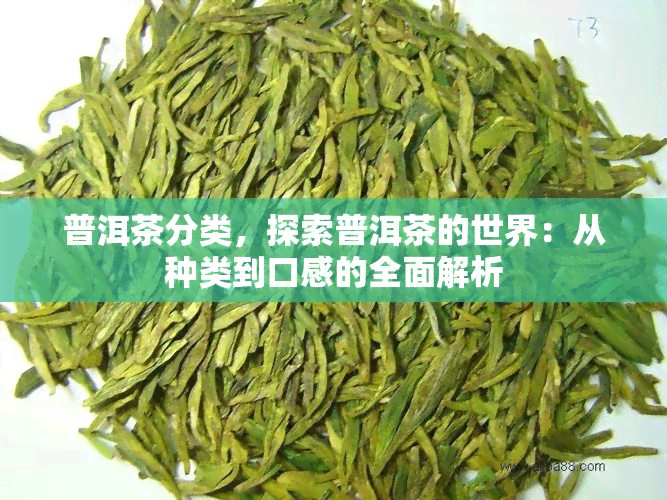 普洱茶分类，探索普洱茶的世界：从种类到口感的全面解析