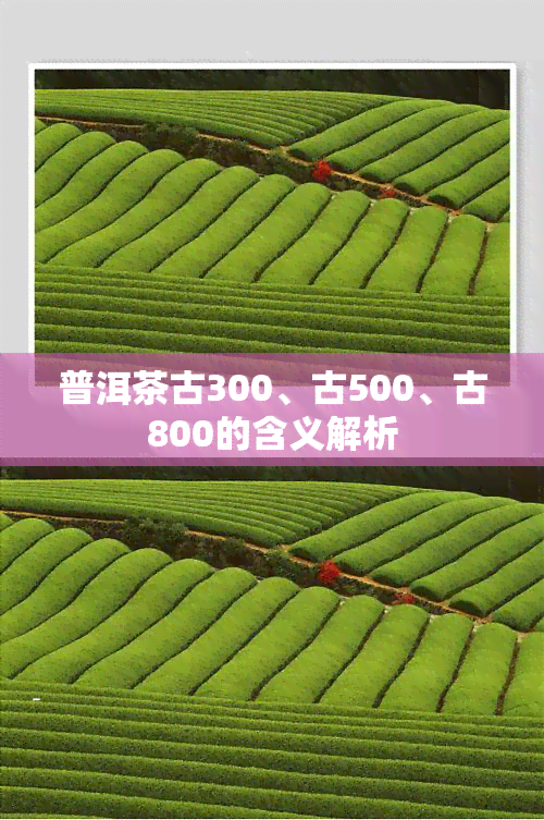 普洱茶古300、古500、古800的含义解析