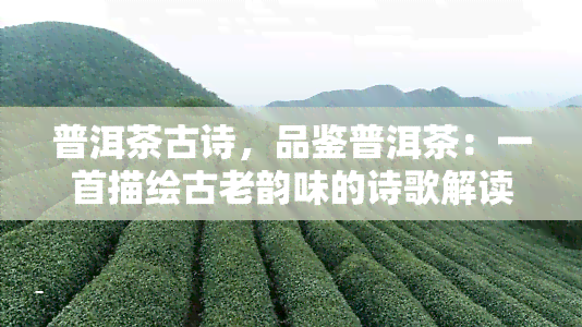 普洱茶古诗，品鉴普洱茶：一首描绘古老韵味的诗歌解读