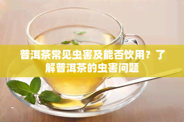 普洱茶常见虫害及能否饮用？了解普洱茶的虫害问题