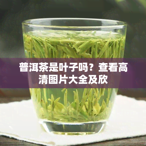 普洱茶是叶子吗？查看高清图片大全及欣