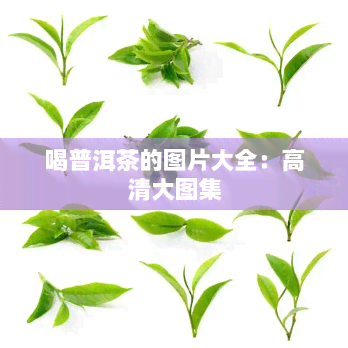 喝普洱茶的图片大全：高清大图集