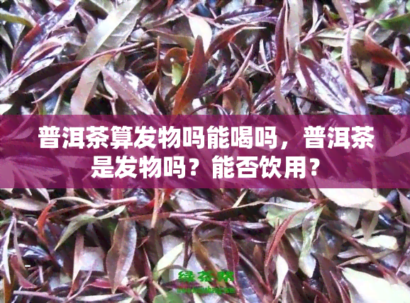 普洱茶算发物吗能喝吗，普洱茶是发物吗？能否饮用？