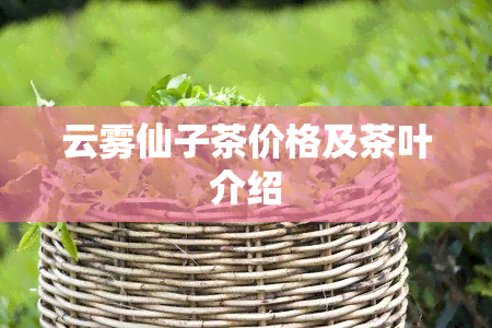 云雾仙子茶价格及茶叶介绍