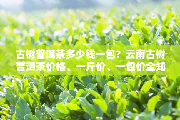 古树普洱茶多少钱一包？云南古树普洱茶价格、一斤价、一包价全知道！