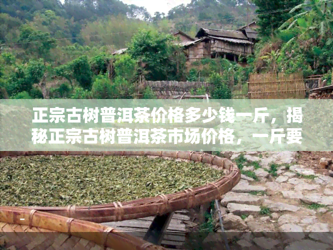 正宗古树普洱茶价格多少钱一斤，揭秘正宗古树普洱茶市场价格，一斤要多少？