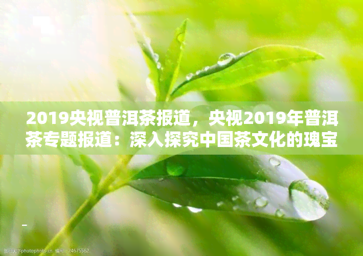 2019央视普洱茶报道，央视2019年普洱茶专题报道：深入探究中国茶文化的瑰宝