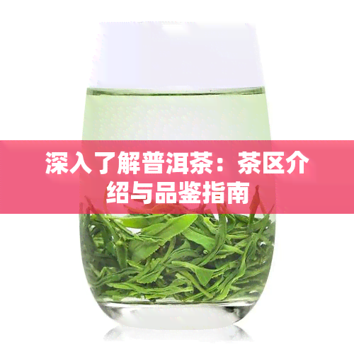 深入了解普洱茶：茶区介绍与品鉴指南