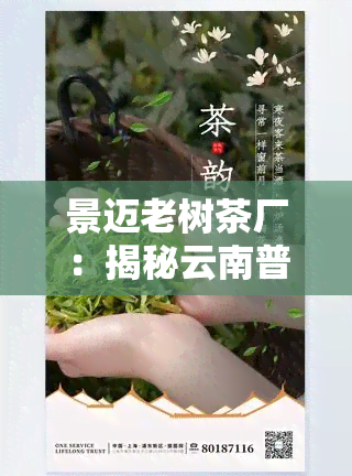 景迈老树茶厂：揭秘云南普洱茶的核心产区