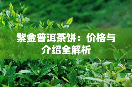 紫金普洱茶饼：价格与介绍全解析