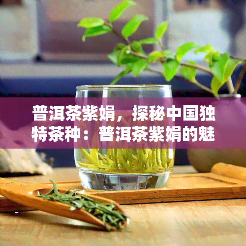 普洱茶紫娟，探秘中国独特茶种：普洱茶紫娟的魅力与故事