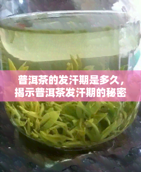 普洱茶的发汗期是多久，揭示普洱茶发汗期的秘密：你需要知道的时间长度