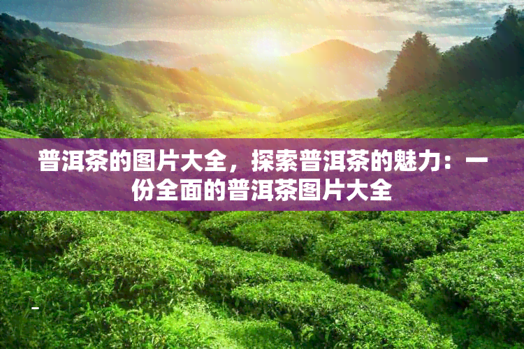 普洱茶的图片大全，探索普洱茶的魅力：一份全面的普洱茶图片大全