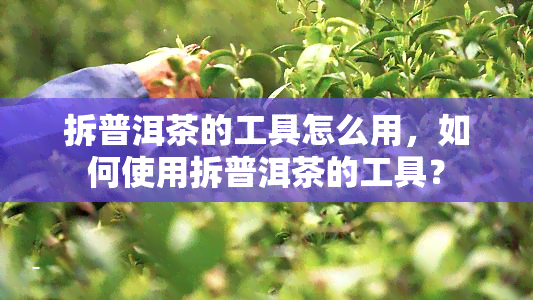 拆普洱茶的工具怎么用，如何使用拆普洱茶的工具？