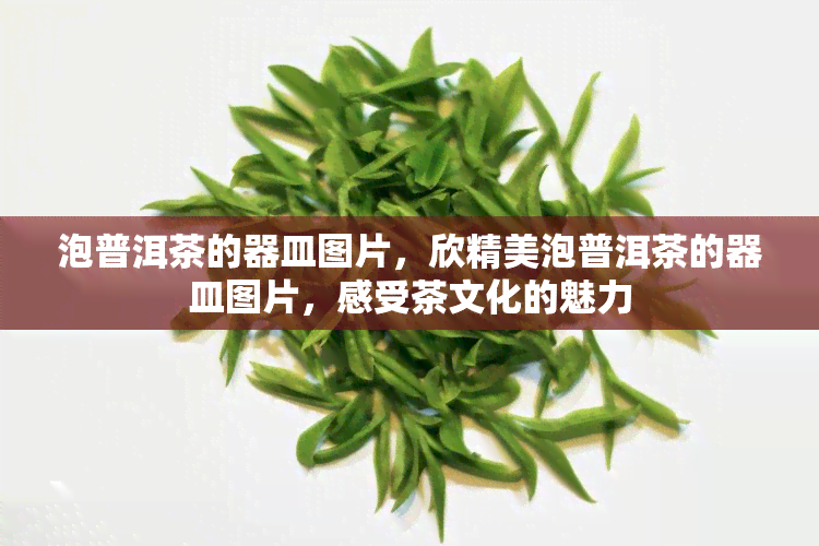 泡普洱茶的器皿图片，欣精美泡普洱茶的器皿图片，感受茶文化的魅力