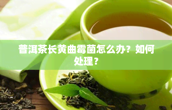 普洱茶长黄曲霉菌怎么办？如何处理？