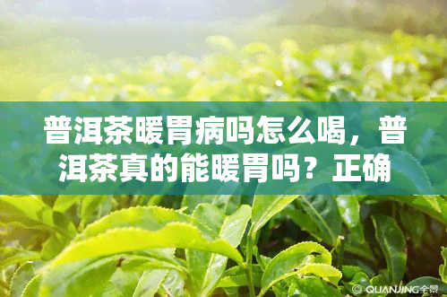 普洱茶暖胃病吗怎么喝，普洱茶真的能暖胃吗？正确的泡饮方法是什么？