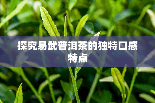 探究易武普洱茶的独特口感特点