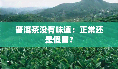 普洱茶没有味道：正常还是假冒？