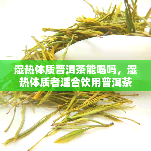 湿热体质普洱茶能喝吗，湿热体质者适合饮用普洱茶吗？