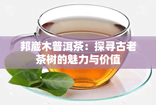 邦崴木普洱茶：探寻古老茶树的魅力与价值