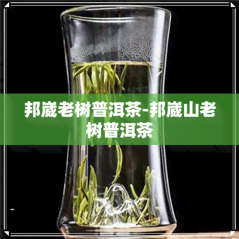 邦崴老树普洱茶-邦崴山老树普洱茶