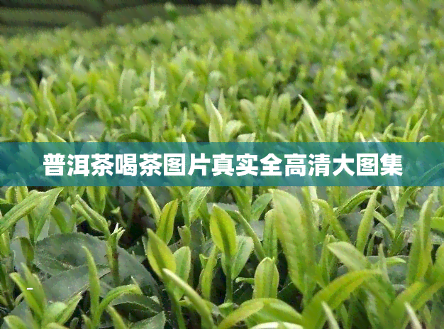 普洱茶喝茶图片真实全高清大图集