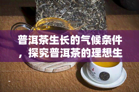 普洱茶生长的气候条件，探究普洱茶的理想生长环境：关键气候因素解析