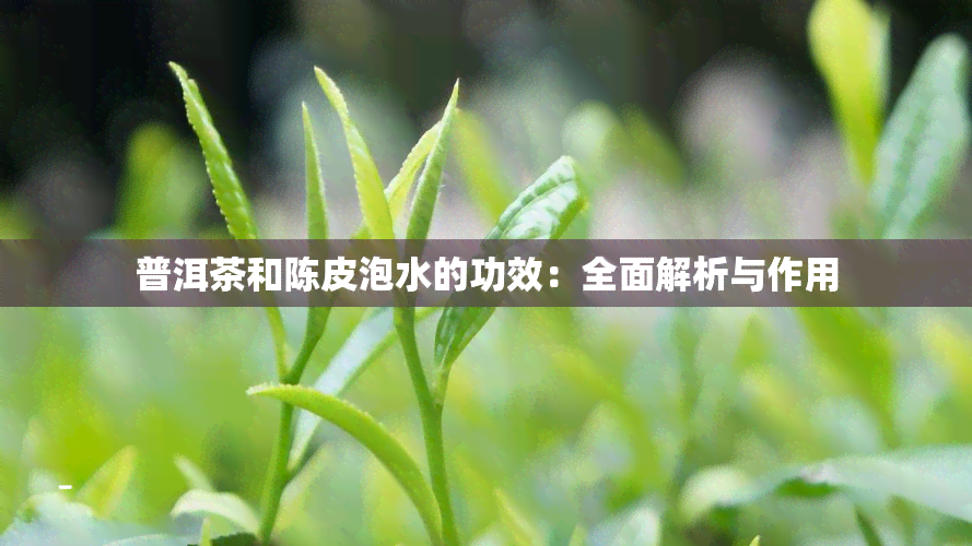 普洱茶和陈皮泡水的功效：全面解析与作用