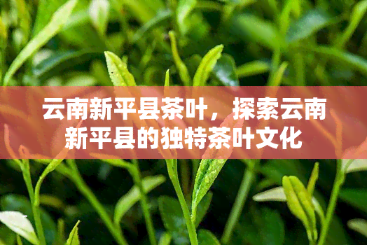 云南新平县茶叶，探索云南新平县的独特茶叶文化