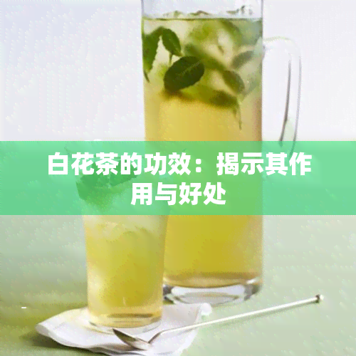 白花茶的功效：揭示其作用与好处