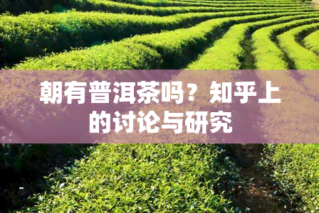 朝有普洱茶吗？知乎上的讨论与研究