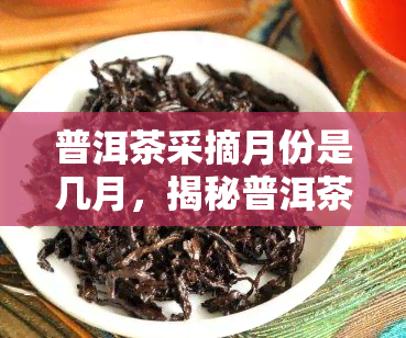 普洱茶采摘月份是几月，揭秘普洱茶的采摘月份