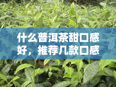 什么普洱茶甜口感好，推荐几款口感甜的优质普洱茶，让你品味不一样的茶香