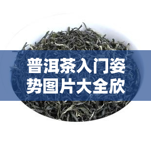 普洱茶入门姿势图片大全欣