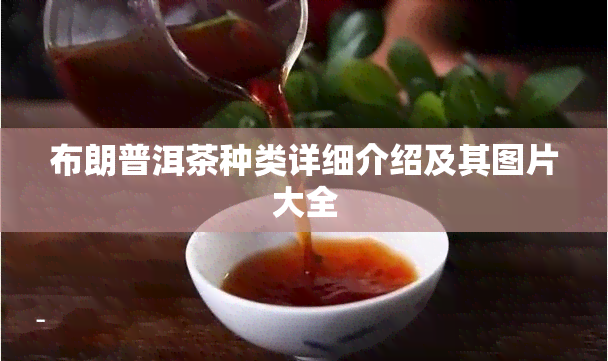 布朗普洱茶种类详细介绍及其图片大全