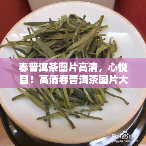 春普洱茶图片高清，心悦目！高清春普洱茶图片大放送