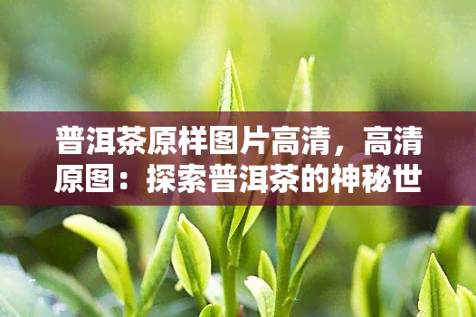 普洱茶原样图片高清，高清原图：探索普洱茶的神秘世界