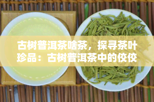 古树普洱茶啥茶，探寻茶叶珍品：古树普洱茶中的佼佼者是谁？