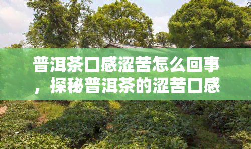 普洱茶口感涩苦怎么回事，探秘普洱茶的涩苦口感：原因解析与改善方法