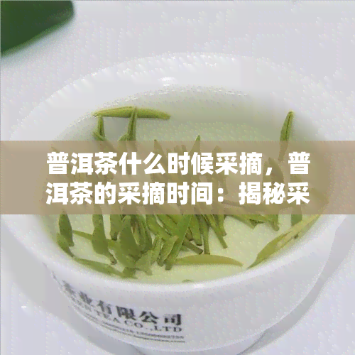 普洱茶什么时候采摘，普洱茶的采摘时间：揭秘采摘期