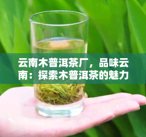 云南木普洱茶厂，品味云南：探索木普洱茶的魅力，走进云南木普洱茶厂