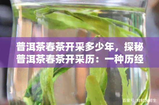 普洱茶春茶开采多少年，探秘普洱茶春茶开采历：一种历经数百年的传统工艺